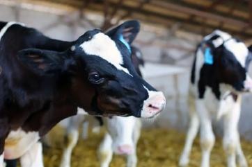 «Август» начал строительство второго молочного комплекса в Татарстане